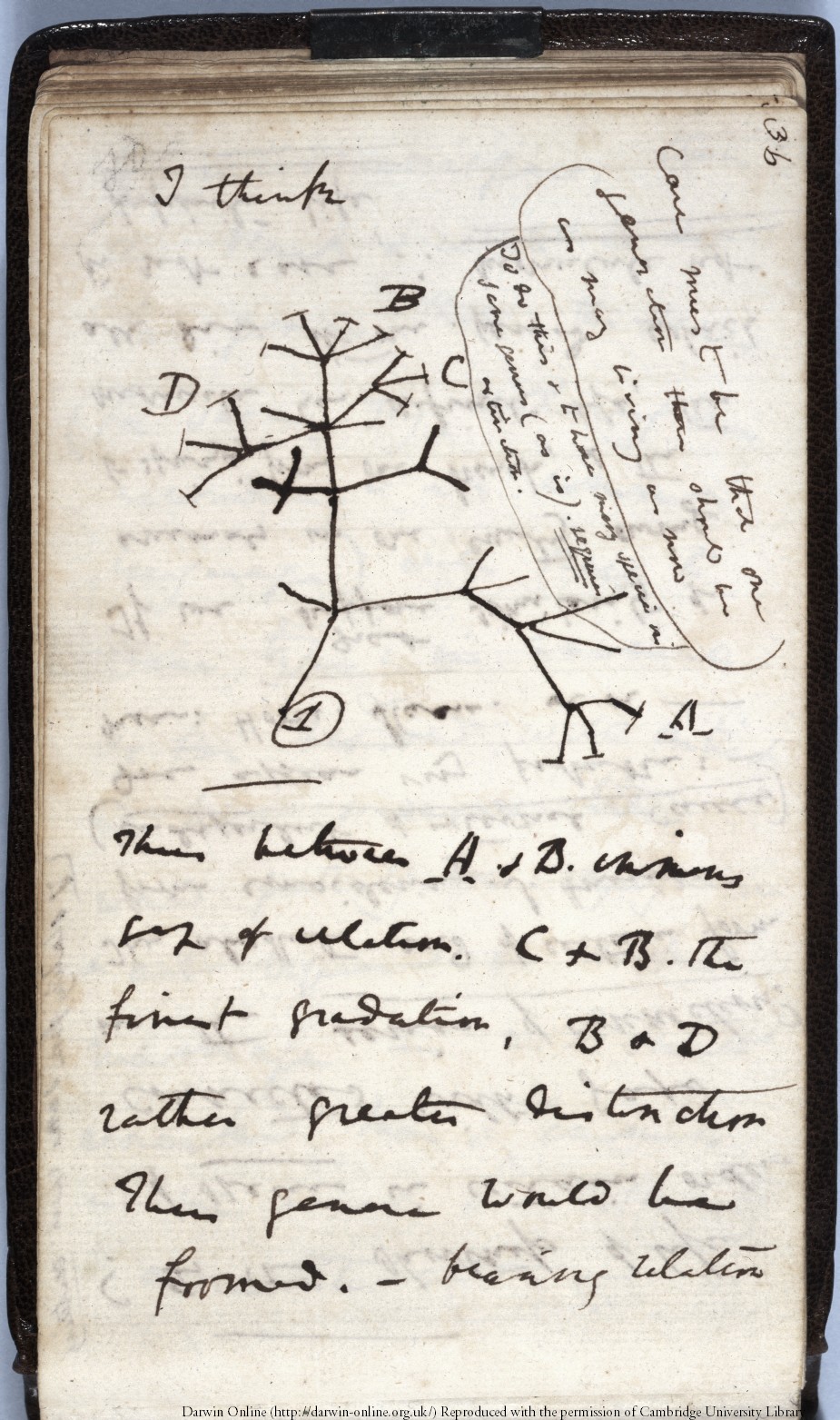 Darwin, C. R. Notebook B: [Transmutation of species (1837-1838 